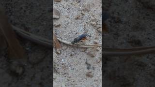 Male Velvet Ant searches the sandy shore for a female [upl. by Werna841]