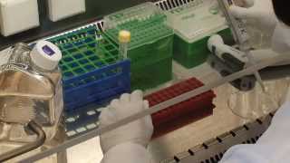 CEVEC PEI Transfection Video Protocol [upl. by Thorne14]