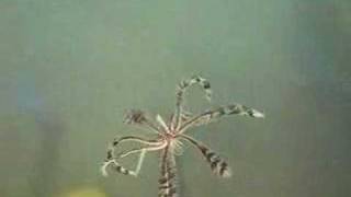 Dancing Crinoid [upl. by Nue664]