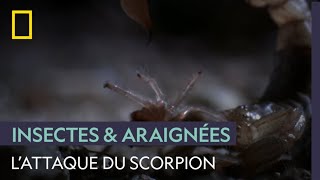 Le scorpion roi de lattaque par surprise [upl. by Danae]