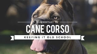 CANE CORSO KEEPING IT OLD SCHOOL [upl. by Airan]