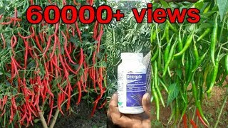 Best Insecticide for chilli crop  more chillies  Mirchi best fertilizer Guntur mirchi in Telugu [upl. by Buck]