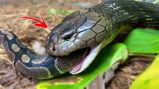 Hungry KING COBRA  NEW ANIMALS [upl. by Hillyer]