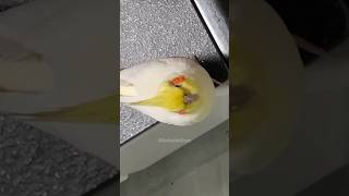 CUTENESS OVERLOAD 🥰🦜💖 cockatielscraze birdscharm [upl. by Wernick]