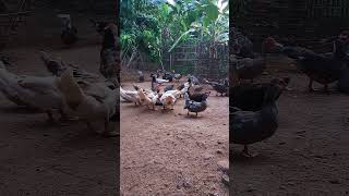 Muscovy duck duck duckbill lovelyduck swan meeting swans animals animalworld chicken [upl. by Carolus]