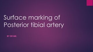 posterior tibial artery surface marking surface marking of posterior tibial artery [upl. by Sutit867]