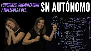 Sistema Nervioso Autónomo funciones organización estructural neurotransmisores y receptores [upl. by Acemahs]