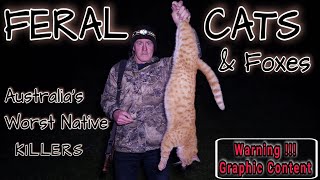 FERAL CATS  AUSTRALIAS WORST NATIVE KILLERS [upl. by Nnylarej]