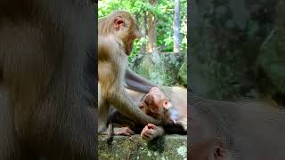 Best Clip Of Monkey Family Julie Mum Action To S top Baby Drink Milk babyanimal babymonkey [upl. by Deste96]