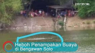 Heboh Penampakan Buaya di Bengawan Solo [upl. by Almena]