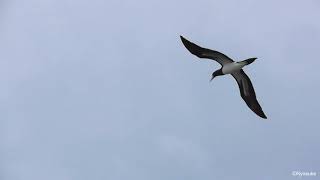 亜種シロガシラカツオドリ雌  Female Brewsters Brown Booby Sula leucogaster brewsteri [upl. by Fotinas]