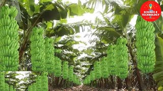 MODERN TECHNOLOGY BANANA FARM IN THE PHILIPPINES AMAZING BANANA HARVESTINGGREAT BANANA PLANTATION [upl. by Stolzer897]