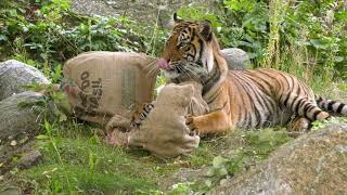 Geburtstagsüberraschung für SumatraTiger im Zoo Berlin  Suprise for Sumatran Tigers at Zoo Berlin [upl. by Yddor444]