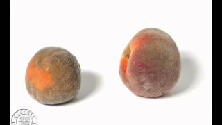 Monilinia fructicola infected peaches [upl. by Rostand]