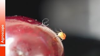 Deposizione delle uova nella drosofila del ciliegio Drosophila suzukii [upl. by Bedad]