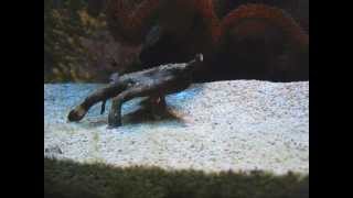 Walking Batfish at Blue Reef Aquarium Newquay [upl. by Aihsikal307]