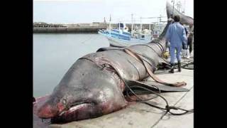 Strange creatures found on beach after Japanese Tsunami [upl. by Clinton]