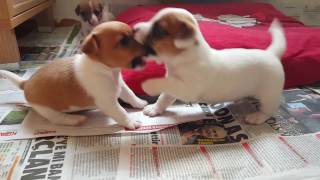 28 Days Old Jack Russell Terrier Puppies [upl. by Rennane]