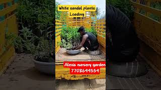 white sandal plants loading process [upl. by Eanar565]