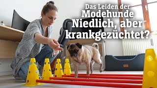 Das Leiden der Modehunde Niedlich aber krankgezüchtet SPIEGEL TV für ARTE Re [upl. by Turrell154]