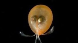 Facts Ostracods [upl. by Lexie]