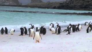 Gentoo Penguins at the beach [upl. by Llezniuq]