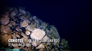 Cenotes de Yucatán y Quintana Roo El agua del origen PIEDRAS QUE HABLAN [upl. by Teyut]