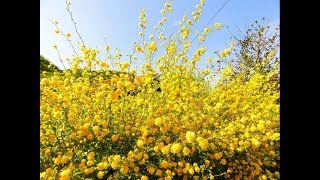 Amazing and Most Beautiful Kerria Japonica Flowers  Ranunkel shrub [upl. by Coopersmith]