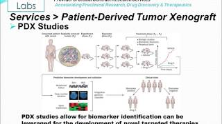 PatientDerived Tumor Xenograft PDX [upl. by Olimreh563]