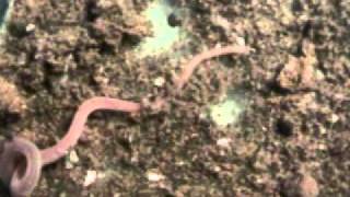 Blood worm Glycera brevicirrisstrike with Probosis [upl. by Nylle847]