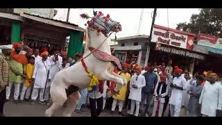 Maharana Pratap Jayanti Kareli🇮🇳viral dance kareli song music horse video animalshortsfeed [upl. by Nwahs]