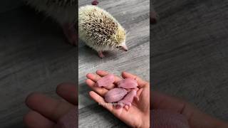 Girl Raise a Mother Hedgehog😍 [upl. by Eliza]