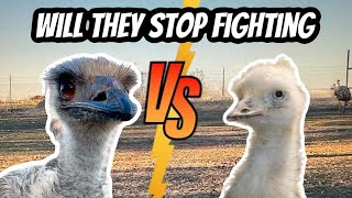 White Emus VS Blonde Emus [upl. by Carilyn]