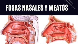 EXPLICACIÓN DE FOSAS NASALES Y MEATOS [upl. by Saylor]