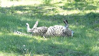 Gepard som rullar sig Cheetah rolls in the grass Acinonyx jubatus [upl. by Sib]