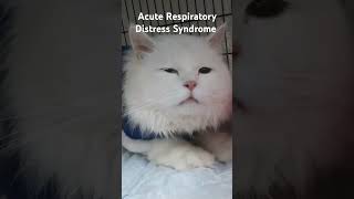 Acute Respiratory Distress Syndrome in cats vetmedicine kitten catlover ards pneumonia [upl. by Tonl211]