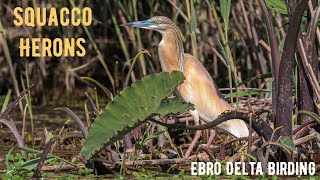 SQUACCO HERON Garcilla Cangrejera bird watching Ebro Delta Spain [upl. by Mic]