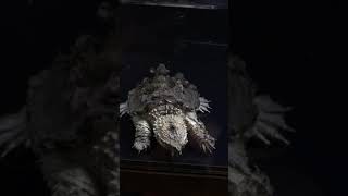 Mexican snapping turtle  Chelydra rossignonii [upl. by Yelats682]