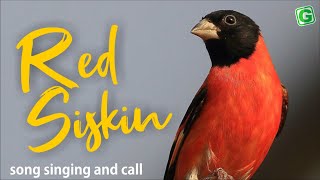 Red Siskin Singing And Call  Red Siskin Bird Chirping [upl. by Eatnoled]