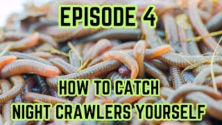 DIY Catching Night Crawlers for Fishing Bait [upl. by Lehteb625]