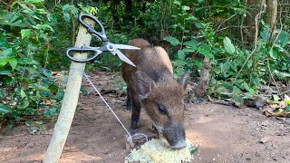 Creative Unique Wild Pig Trap Using Sharp Scissors wood  Best Wild Pig Trap wildanimal [upl. by Htebsle388]