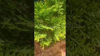 Thuja plant care thuja garden short [upl. by Nosro]