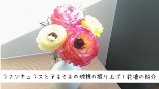 【花壇】ラナンキュラスとアネモネの球根の掘り上げ！今の花壇の様子紹介☆ [upl. by Ahseenyt]