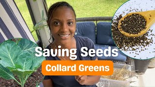 Saving Collard Green Seeds [upl. by Ayalahs644]