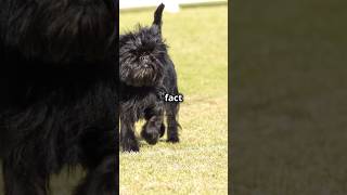 Why Affenpinscher are the best pets shorts youtube youtubeshorts [upl. by Hgielak]