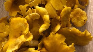 LISICARKE GLJIVE  CHANTERELLES MUSHROOMS SO FAR chanterelles foraging best mushroom nature [upl. by Anaujik]