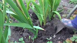 Выкапываем луковицы гладиолусов Dig gladiolus bulbs [upl. by Spence365]