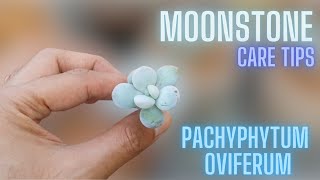 MOONSTONE CARE TIPS  PACHYPHYTUM OVIFERUM [upl. by Chae789]