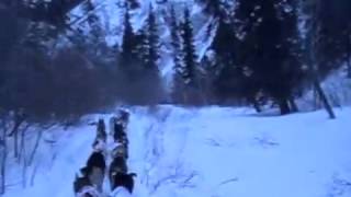 Iditarod 2012 quotAliy Camquot Mushing thru Dalzell Gorge [upl. by Elodea446]