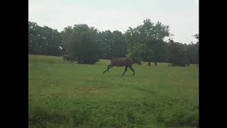 Mystery Town Yearling Filly by Jersey Town from Phoenixcrest Farm [upl. by Harsho]